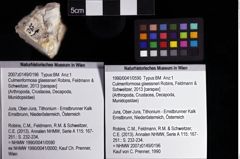 Foto (Objket + Etiketten) von Culmenformosa glaessneri (Robins, Feldmann & Schweitzer, 2013) 
